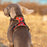 Dog Reflective Harness