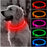 Light-up Dog Collar